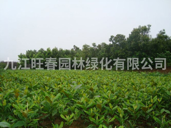 廣玉蘭 